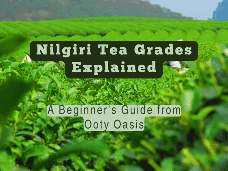 Nilgiri Tea Grades Explained