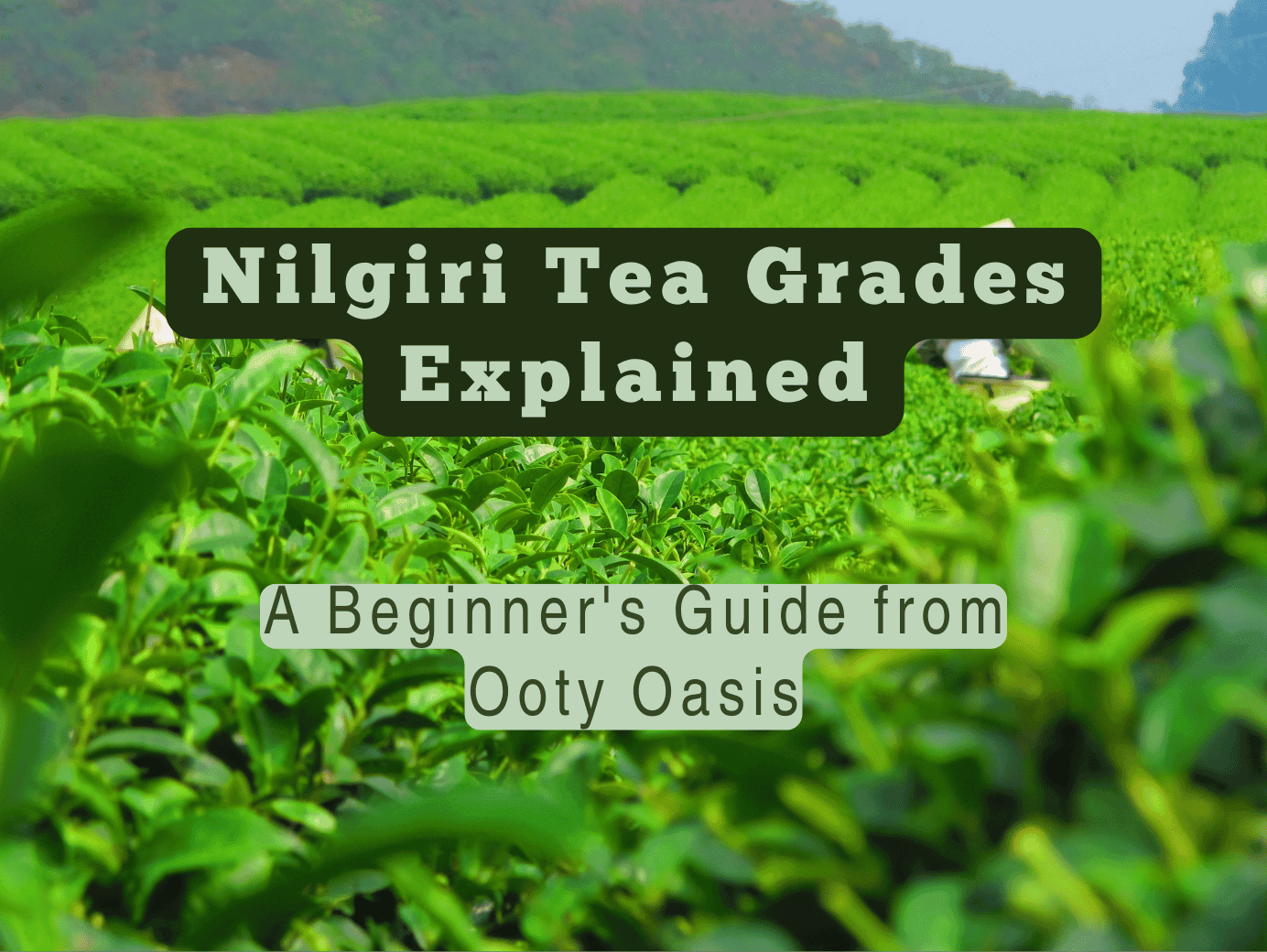 Nilgiri Tea Grades Explained: A Beginner's Guide From Ooty Oasis - Ooty ...